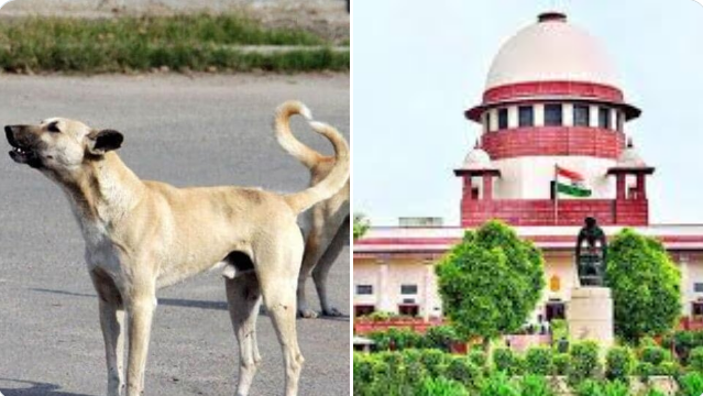 भटक्या कुत्र्यांचं सक्तीचं लसीकरण आणि तक्रारींचं निवारणासाठी हेल्पलाइनचे आदेश