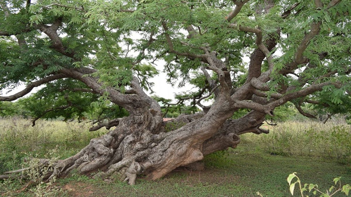 National Biodiversity Authority releases ₹43 Lakh in ABS Funds