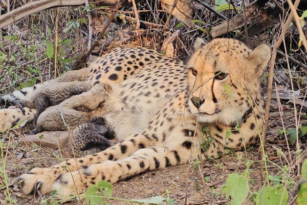 First India-born cheetah gives birth to five cubs at Kuno National Park in Madhya Pradesh