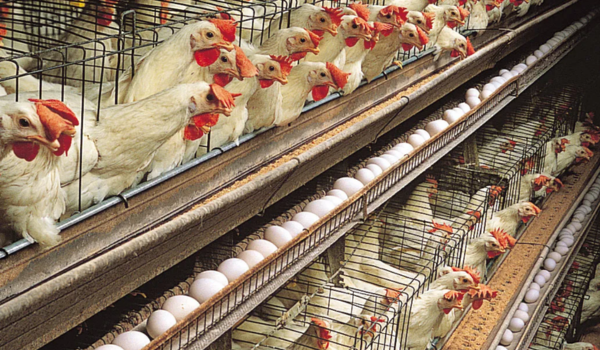 Japan Confirms Third Avian Influenza Outbreak This Season