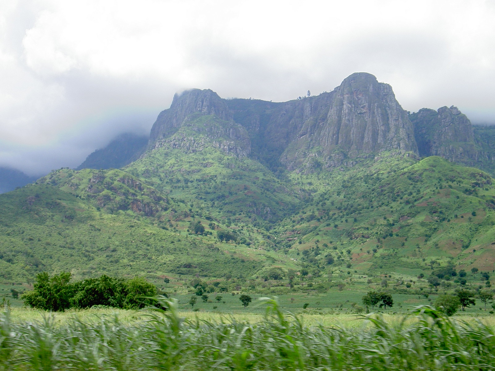 WWF, Greenpeace urge countries to agree on roadmap to end, reverse deforestation by 2030