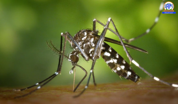 Vietnam’s Capital Hanoi Records 486 New Dengue Fever Cases