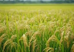 देशात यंदा खरीप पिकांचं विक्रमी उत्पादन अपेक्षित