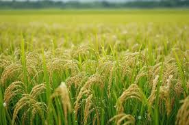 देशात यंदा खरीप पिकांचं विक्रमी उत्पादन अपेक्षित