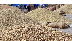 રાજ્યમાં આવતીકાલથી ટેકાના ભાવે ડાંગર, બાજરી, જુવાર, મકાઈ, રાગીની સીધી ખરીદી શરૂ કરાશે.