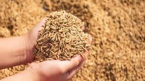 લઘુત્તમ ટેકાના ભાવે આજથી ડાંગર, બાજરી, જુવાર, મકાઈ તથા રાગીની ખરીદી શરૂ થશે