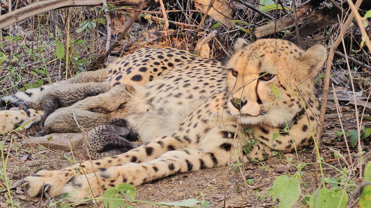 Indian-Born Cheetah Mukhi Gives Birth to Five Cubs