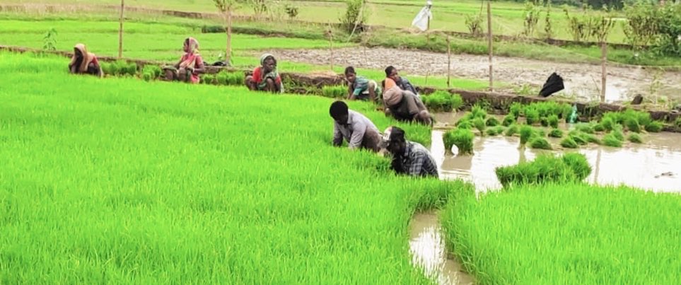 देश में इस वर्ष अब तक 580 लाख हेक्टेयर से अधिक क्षेत्र में रबी फसल बोई गई: कृषि मंत्रालय