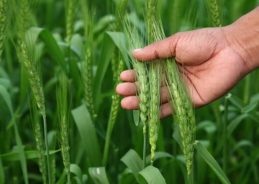 সরকারের তরফ থেকে জানানো হয়েছে চলতি মাসের ২১ তারিখ পর্যন্ত ৩০৬ লক্ষ হেক্টরেরও বেশি জমিতে রবি শস্যের ফলন হয়েছে