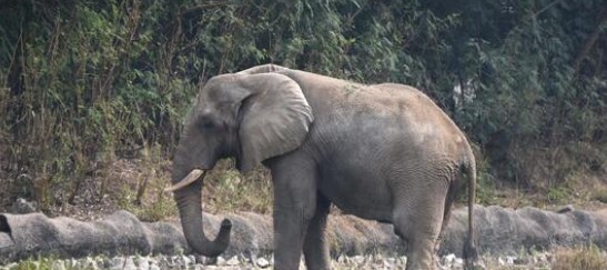 Delhi Zoo to Reopen Tomorrow After Temporary Closure Over Avian Flu Case