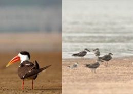Government approves project to protect breeding habitats of Sandbar-Nesting Birds in Ganga Basin