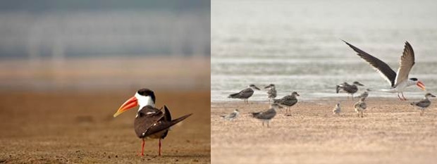 Government approves project to protect breeding habitats of Sandbar-Nesting Birds in Ganga Basin