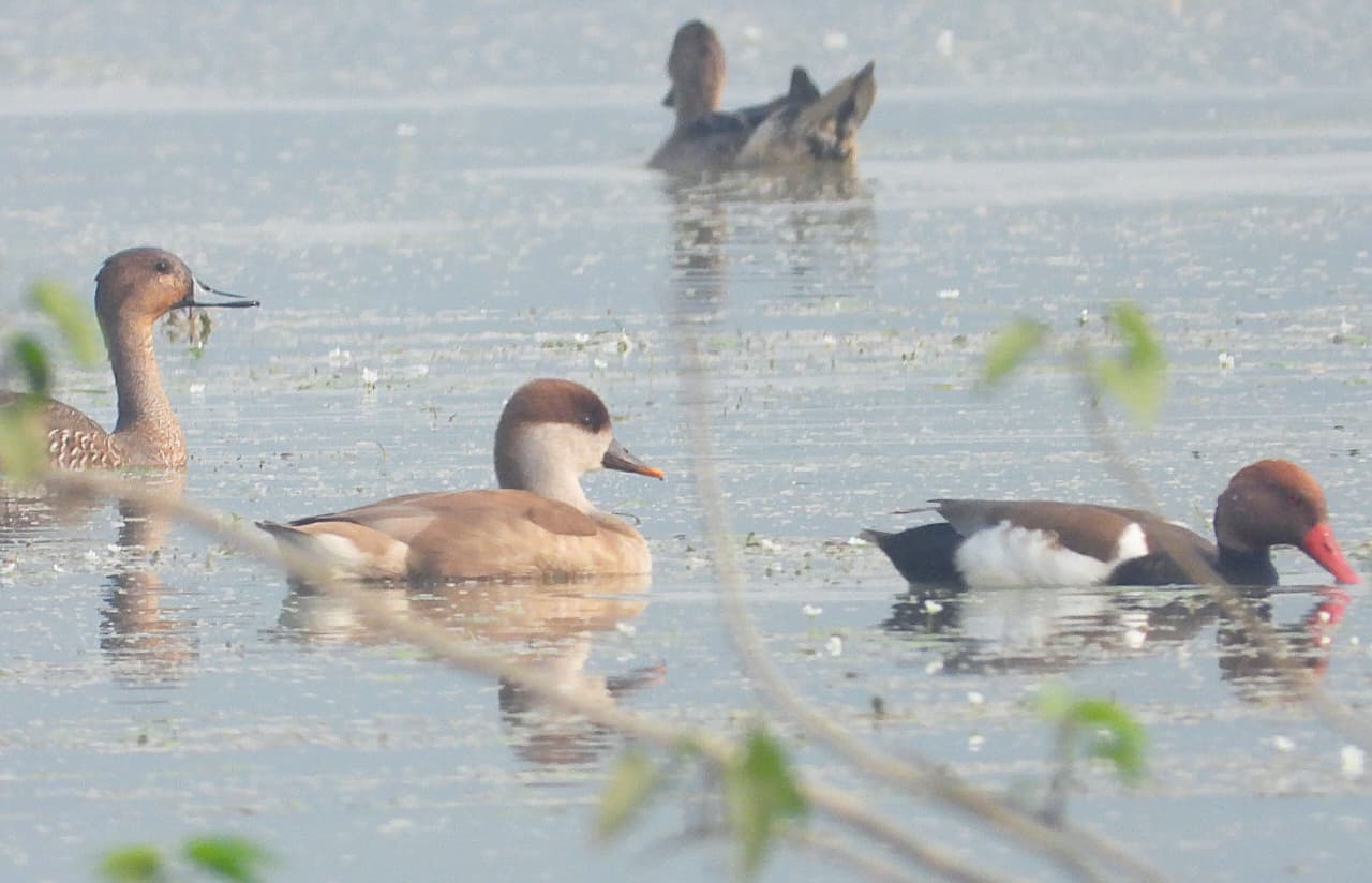 পবিতৰা বন্যপ্ৰাণী উদ্যানত ৰঙাপাখিৰ হাঁহ প্ৰজাতিৰ বিৰল কাকলি হাঁহৰ আগমন