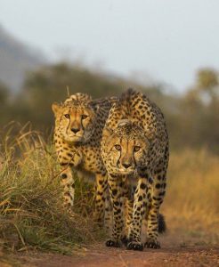 ব্যাঘ্র-বিড়াল শ্রেণীর বিভিন্ন প্রজাতির প্রাণীর নিরাপত্তা ও সুরক্ষিত ভবিষ্যতের স্বার্থে ভারত তার আন্তর্জাতিক সহযোগীদের সঙ্গে একযোগে কাজ চালিয়ে যাবে বলে জানিয়েছেন কেন্দ্রীয় বন ও পরিবেশ মন্ত্রী।