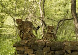Madhya Pradesh Celebrates Success of Project Cheetah on International Cheetah Day