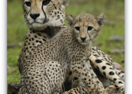 Project Cheetah Sees Second Generation Born in Kuno National Park