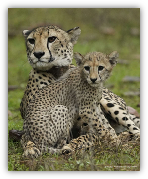 Project Cheetah Sees Second Generation Born in Kuno National Park