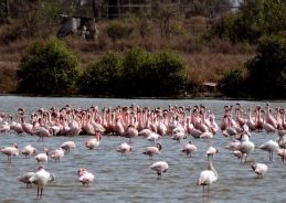 First flock of Flamingos of season arrives in Mumbai’s Thane Creek area