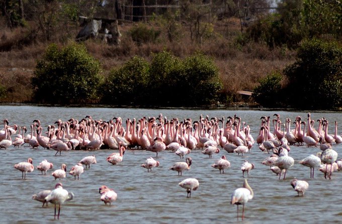 First flock of Flamingos of season arrives in Mumbai’s Thane Creek area