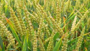 देशभरात ५ कोटी ८० लाख हेक्टरपेक्षा जास्त क्षेत्रावर रब्बी पिकांची पेरणी