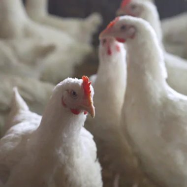 केरल के अलाप्पुझा जिले में एवियन फ्लू को नियंत्रित करने के लिए कड़े कदम उठाए गए