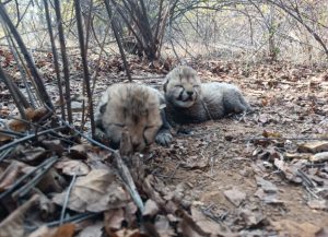 चीता वीरा और दस माह के दो शावक आज कुनो राष्ट्रीय उद्यान, मध्य प्रदेश में स्थानांतरित किए जाएंगे