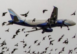 J&K sets up committees to monitor and regulate bird-attracting activities near airports