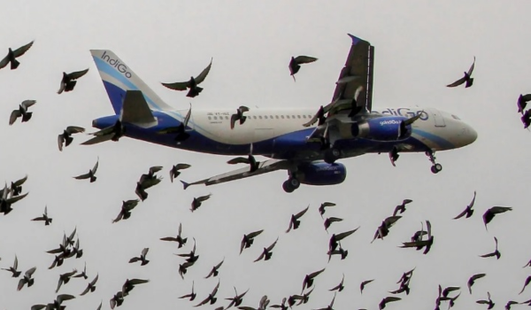J&K sets up committees to monitor and regulate bird-attracting activities near airports