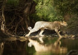 PM Modi wishes wildlife lovers & conservationists on International Cheetah Day