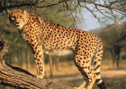 Madhya Pradesh CM announces Veerangana Durgavati Tiger Reserve to become cheetah habitat before next monsoon