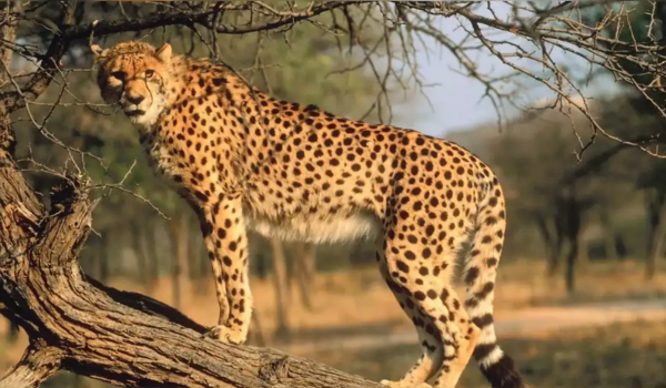 Madhya Pradesh CM announces Veerangana Durgavati Tiger Reserve to become cheetah habitat before next monsoon