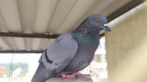 कबुतरांना खाऊ घातल्याप्रकरणी व्यावसायिक दोषी