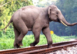 Railways strengthens AI based system to protect wildlife on tracks