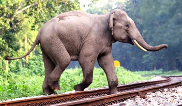 Railways strengthens AI based system to protect wildlife on tracks