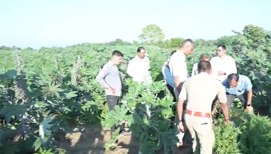 મહીસાગર જિલ્લાના બાલાસિનોરમાંથી 2 કરોડ રૂપિયાથી વધુની કિંમતના માદક પદાર્થનું વાવેતર ઝડપાયું