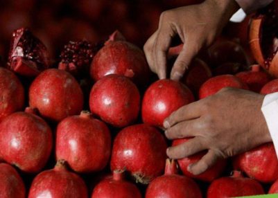 Afghanistan exports pomegranates from Kandahar province to Qatar for 1st time