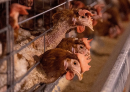 Strict measures taken to control avian flu situation in Alappuzha district in Kerala