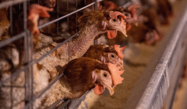 Strict measures taken to control avian flu situation in Alappuzha district in Kerala