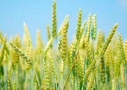 Rabi Crops Sown on Over 393 Lakh Hectares, Area Coverage Up for Pulses and Cereals