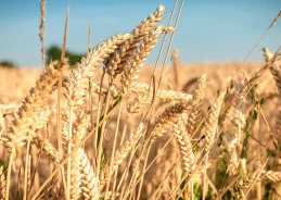 Punjab to procure 132 LMT Wheat against the target of 122 LMT during procurement season