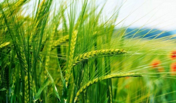 2 जनवरी तक 634 लाख हेक्टेयर भूमि में रबी फसल की बुआई हो चुकी है: कृषि मंत्रालय