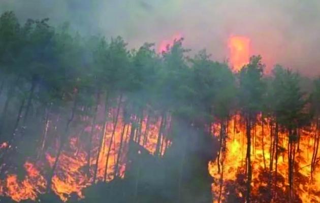 દક્ષિણ આફ્રિકાના પશ્ચિમ અને પૂર્વીય કેપ પ્રાંતોમાં જંગલમાં ભીષણ આગ લાગી