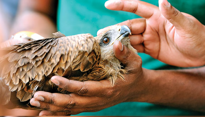 ઉત્તરાયણના પર્વ દરમિયાન પક્ષીઓને બચાવવા રાજ્યમાં આજથી 20 જાન્યુઆરી સુધી કરૂણા અભિયાનનો આરંભ