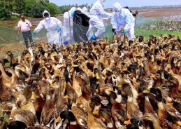 Kerala health department issues advisory urging public to be cautious over Avian influenza in crows