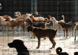Punjab opens its first Dog Sanctuary in Ludhiana as pilot project