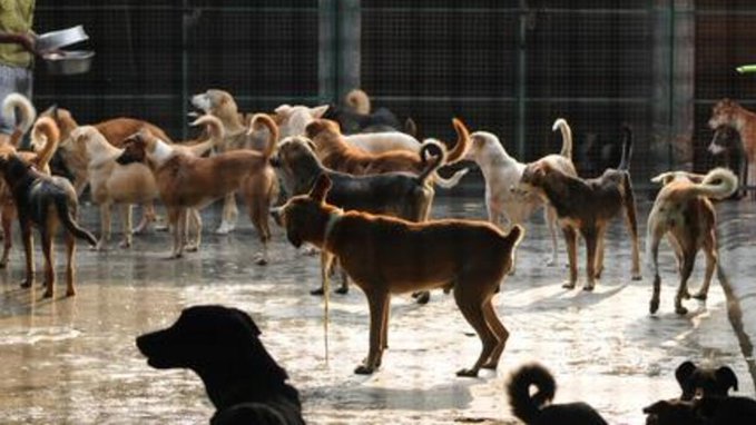 Punjab opens its first Dog Sanctuary in Ludhiana as pilot project