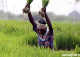 Agriculture Ministry says strong growth of Rabi sowing this season 