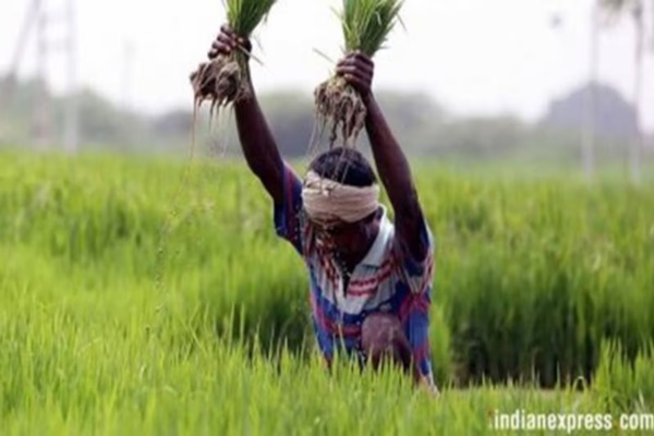 Agriculture Ministry says strong growth of Rabi sowing this season 