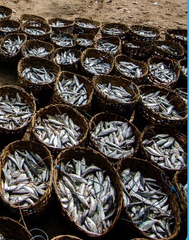 Govt says fish production in country increased to 198 lakh tonnes in 2024-25 from 95 lakh tonnes in 2013-14