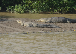 Latest census records rise in crocodile population in Odisha’s Similipal National Park